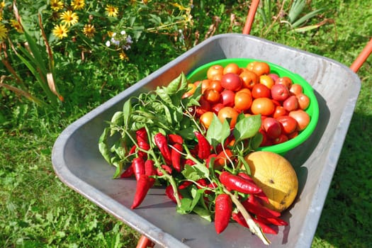 Wheelbarrow with tomatoes, peppers and melon grown in garden
