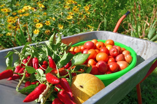 Wheelbarrow with tomatoes, peppers and melon grown in garden