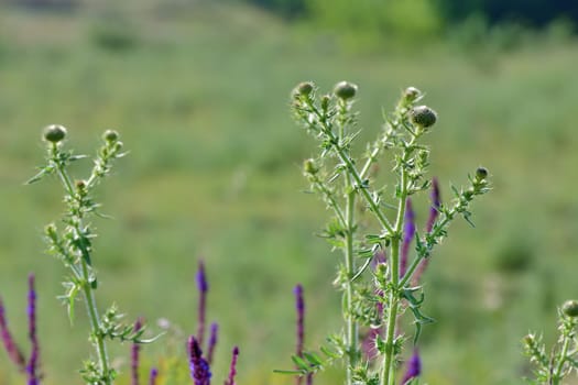 Onopórdum acánthium - herbaceous plants of Asteraceae family