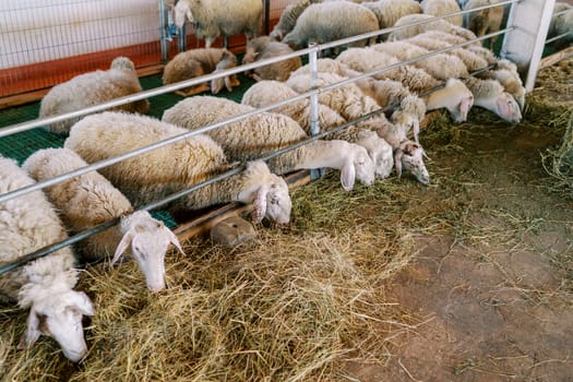 Flock of white sheep eats hay while leaning out from behind the metal fence of the pen. High quality photo