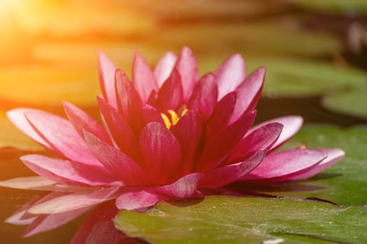 Pink lotus water lily flower in pond, waterlily with green leaves blooming.