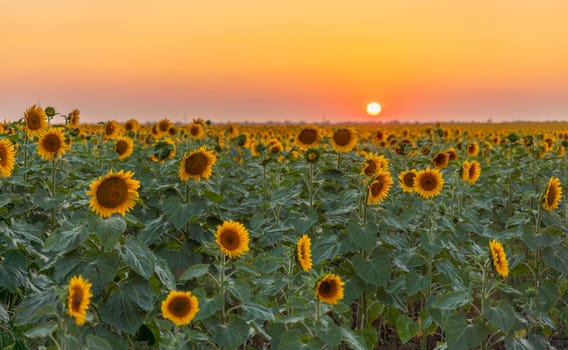 Field sunflowers in the warm light of the setting sun. Summer time. Concept agriculture oil production growing