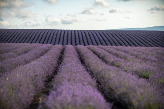 Blooming lavender in a field at in Provence. Fantastic summer mood, floral sunset landscape of meadow lavender flowers. Peaceful bright and relaxing nature scenery