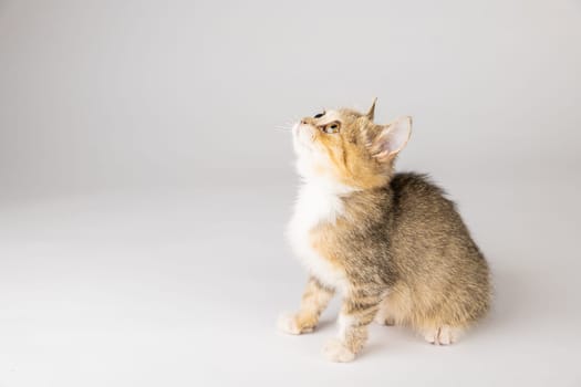 In this heartwarming cat portrait, an isolated little grey Scottish Fold cat stands on a white background, portraying playfulness and cheerfulness.