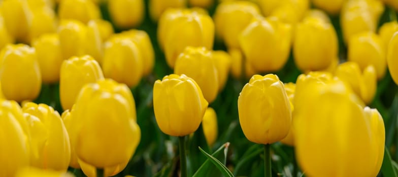 Yellow tulips spring blossoming , bokeh flower background, pastel and soft floral card, selective focus.