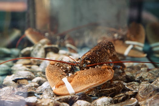 Spotted lobster with bandaged claws sits on the bottom of an aquarium. High quality photo