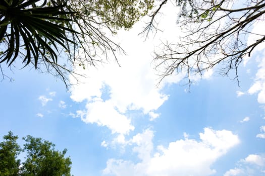 Green leaves with blue sky and white clouds. The sky and tree at the home garden with space