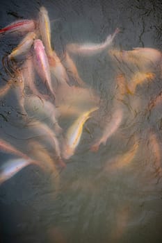 Ruby fish in the river. Detail of the ruby fish in the pond
