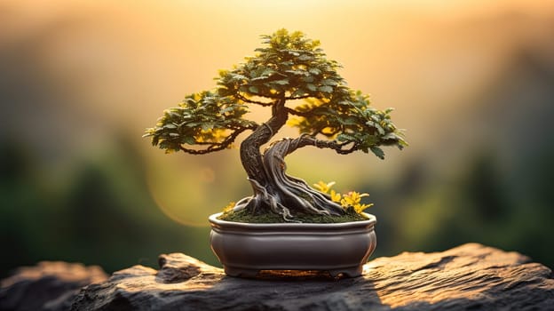 A meticulously pruned bonsai tree in small ceramic pot, bathed in soft morning light that accentuates