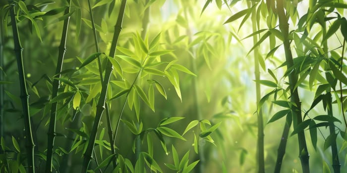 Bamboo tree in the nature, giant woody grass that grows chiefly in the tropics, where it is widely cultivated