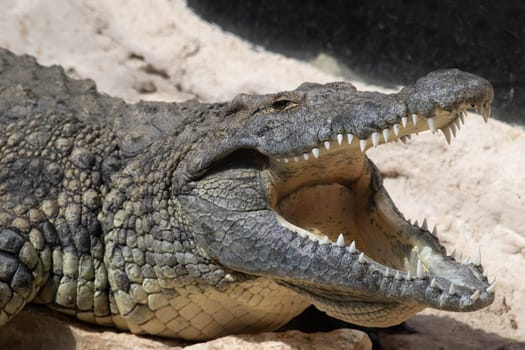 The crocodile opened its mouth in anticipation of prey. High quality photo