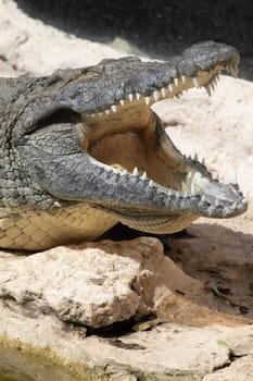 The crocodile opened its mouth in anticipation of prey. High quality photo