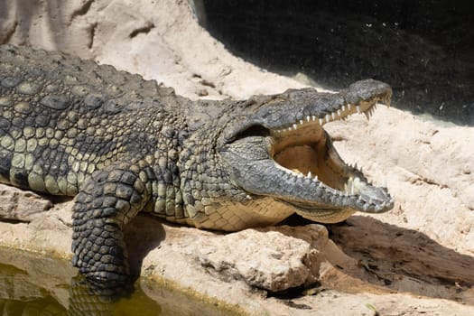 The crocodile opened its mouth in anticipation of prey. High quality photo