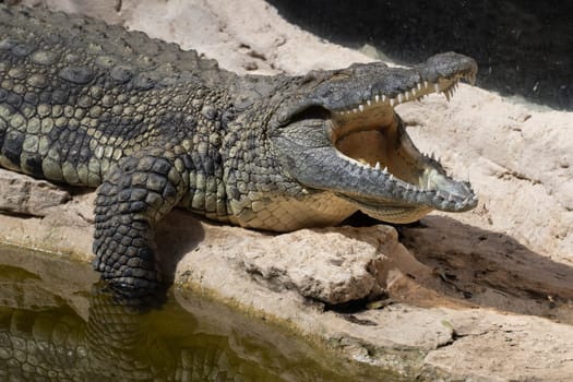 The crocodile opened its mouth in anticipation of prey. High quality photo