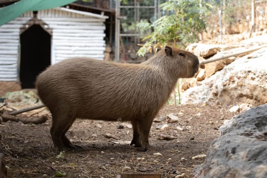 Capybara herbivore of South America. High quality photo