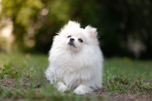 White Pomeranian breed. High quality photo