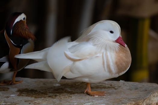 White Mandarin duck. Waterfowl. High quality photo