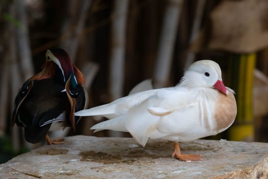 White Mandarin duck. Waterfowl. High quality photo