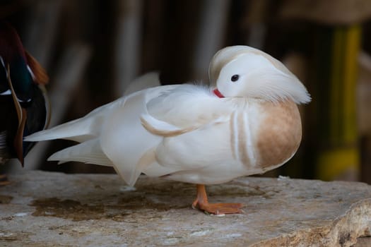 White Mandarin duck. Waterfowl. High quality photo
