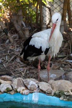 Stork hunts in the water. High quality photo