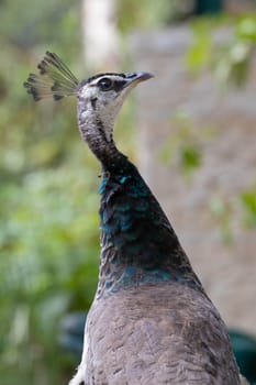 Peacock head with tuft. Close-up. High quality photo