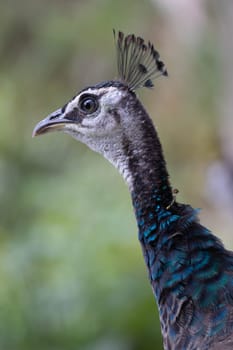 Peacock head with tuft. Close-up. High quality photo