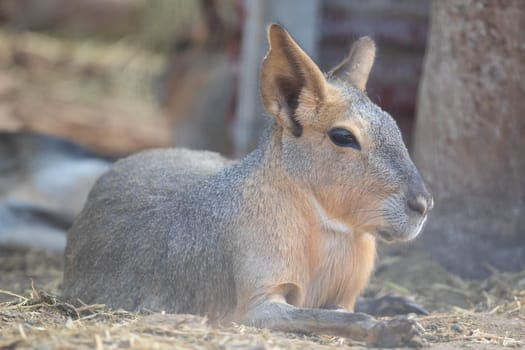 Patagonian Mara. Animal from South America. High quality photo