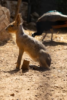 Patagonian Mara. Animal from South America. High quality photo