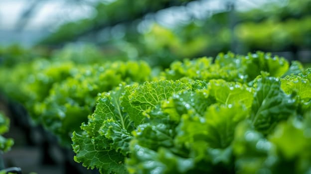 Fresh green leafy lettuce plants in vegetable garden, organic farming concept