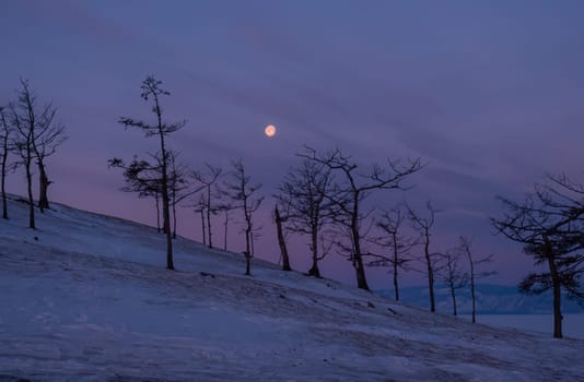 Tree silhouettes against the purple sky and full moon in dusk at sunset. Olkhon island, Khuzhir. Winter landscape.