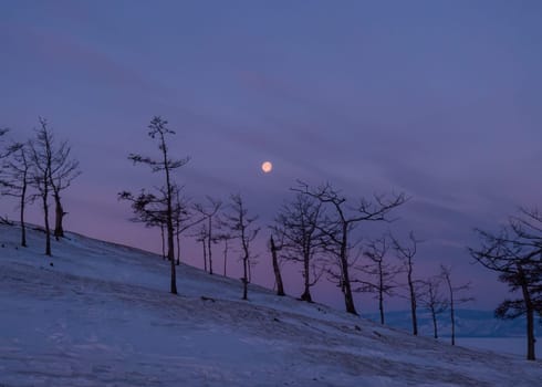 Tree silhouettes against the purple sky and full moon in dusk at sunset. Olkhon island, Khuzhir. Winter landscape.