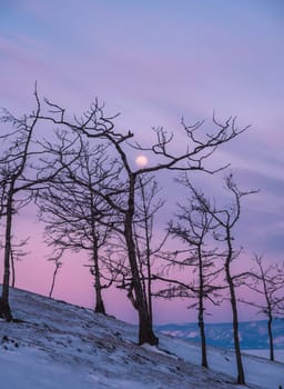 Tree silhouettes against the purple sky and full moon in dusk at sunset. Olkhon island, Khuzhir. Winter landscape.