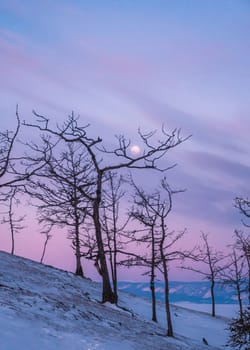 Tree silhouettes against the purple sky and full moon in dusk at sunset. Olkhon island, Khuzhir. Winter landscape.