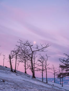 Tree silhouettes against the purple sky and full moon in dusk at sunset. Olkhon island, Khuzhir. Winter landscape.