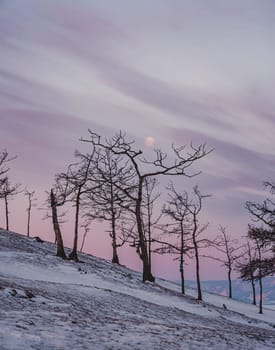 Tree silhouettes against the purple sky and full moon in dusk at sunset. Olkhon island, Khuzhir. Winter landscape.