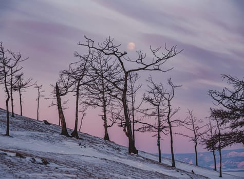 Tree silhouettes against the purple sky and full moon in dusk at sunset. Olkhon island, Khuzhir. Winter landscape.