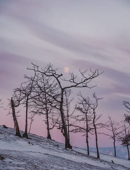 Tree silhouettes against the purple sky and full moon in dusk at sunset. Olkhon island, Khuzhir. Winter landscape.