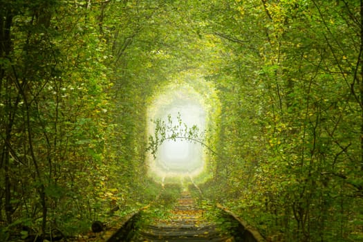 Sunny summer day in the Rivne region of Ukraine. Tunnel of love in Klevan. Dense deciduous forest and romantic green branch