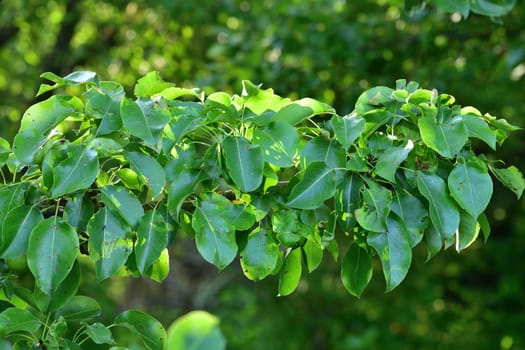 Large branch of an old pear tree