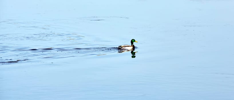 A solitary male mallard duck is seen peacefully moving across the smooth surface of a tranquil lake. The early morning light highlights the distinctive green head and white neck ring of the duck, casting a clear reflection on the waters surface.