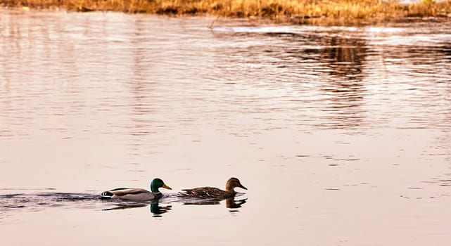 A pair of ducks is seen gracefully swimming on the serene waters of a lake, with the soft glow of early morning sunlight reflecting off the surface. Wisps of grasses and reeds adorn the background, adding a touch of wilderness to the tranquil scene.