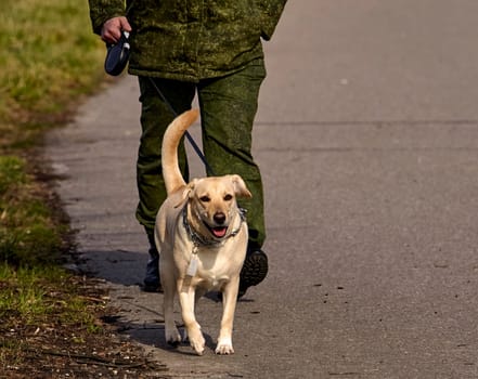 A Golden Labrador Retriever is out for a walk on a paved path in a park, guided by an owner clad in green military-style attire. The dog looks happy and energetic, wagging its tail as it strolls alongside, with other park-goers in the background.