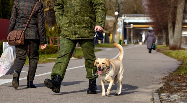 A Golden Labrador Retriever is out for a walk on a paved path in a park, guided by an owner clad in green military-style attire. The dog looks happy and energetic, wagging its tail as it strolls alongside, with other park-goers in the background.