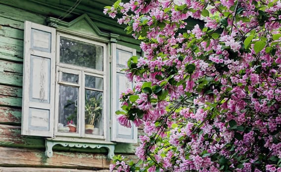 A lush lilac bush, laden with blooming purple flowers, envelopes the window of a quaint wooden house. The vibrant florals contrast against the weathered textures of the homes exterior, evoking a scene of natural beauty meeting rustic charm during the spring season.