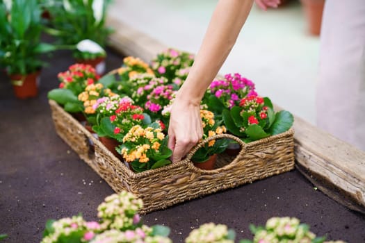 High angle of anonymous female florist, standing in nursery and looking down while placing kalanchoe blossfeldiana plants, with blooming flowers in wicker basket in daylight against blurred background