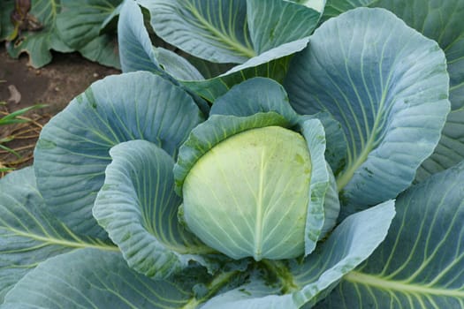 A healthy head of cabbage is shown growing in a well-tended garden, surrounded by rich soil and vibrant green leaves.