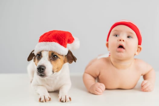 Cute little boy and Jack Russell terrier dog in santa hats on white background
