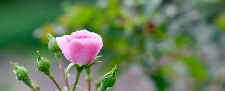 Pink rose Bonica with buds and with dew drops in the garden. Perfect for background of greeting cards