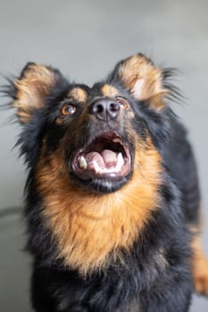 a close up of a black and brown dog with its mouth open