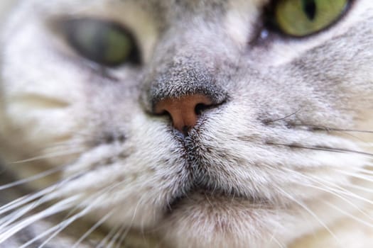 Close-up of a cat's muzzle. Scottish cat with green eyes